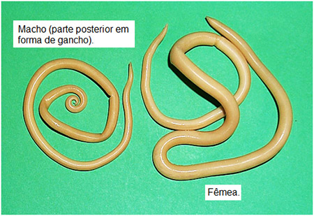 Se é visível a um lyambliya