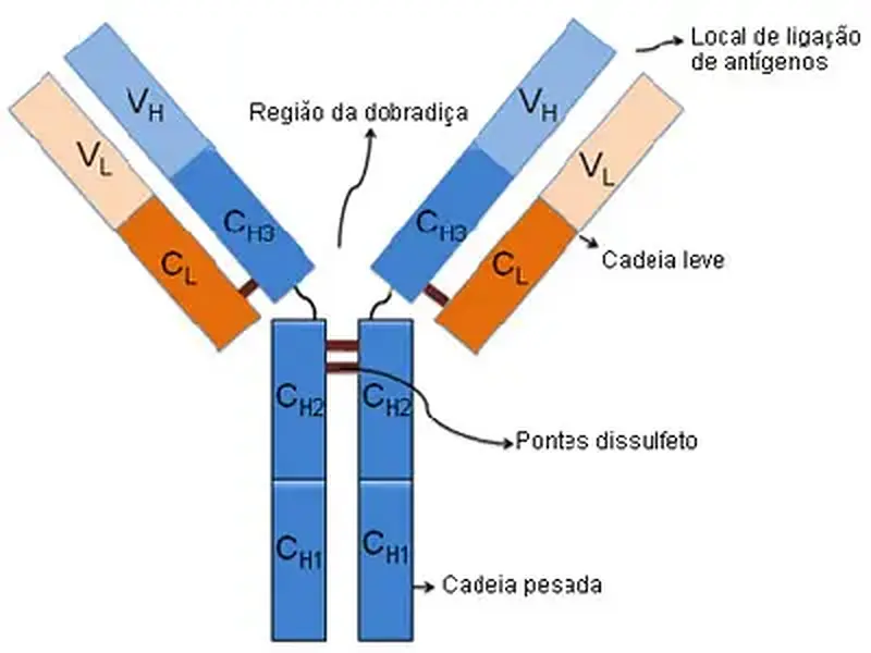 Imunoglobulina: A proteção do nosso corpo